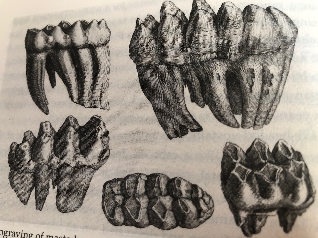 마스토돈 사진2.jpg