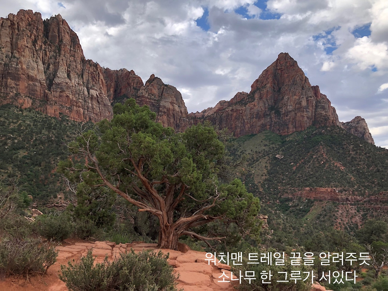 워치맨 트레일 소나무.jpg