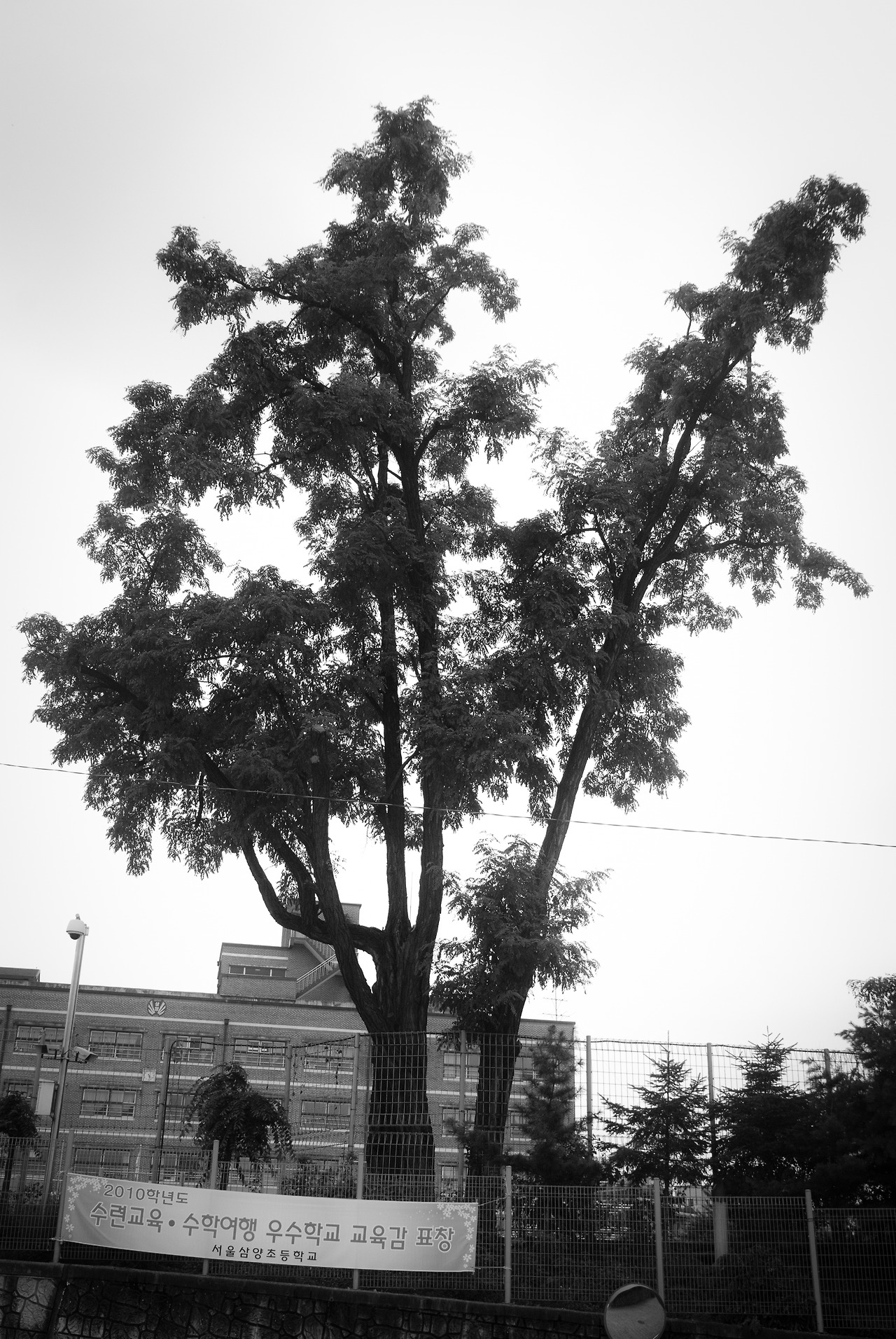 110717삼양초등학교7(흑백).jpg