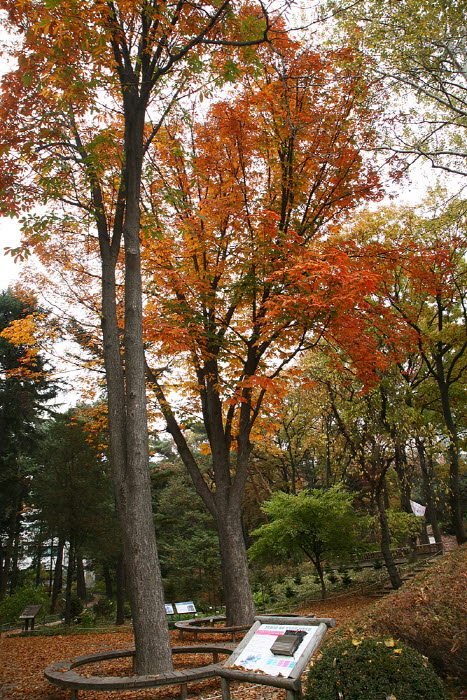 홍릉 마로니에 단풍.jpg