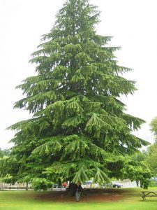 Eastern-Hemlock.jpg