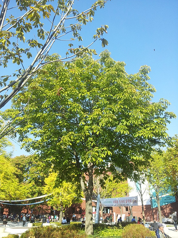 대학로 마로니에.jpg