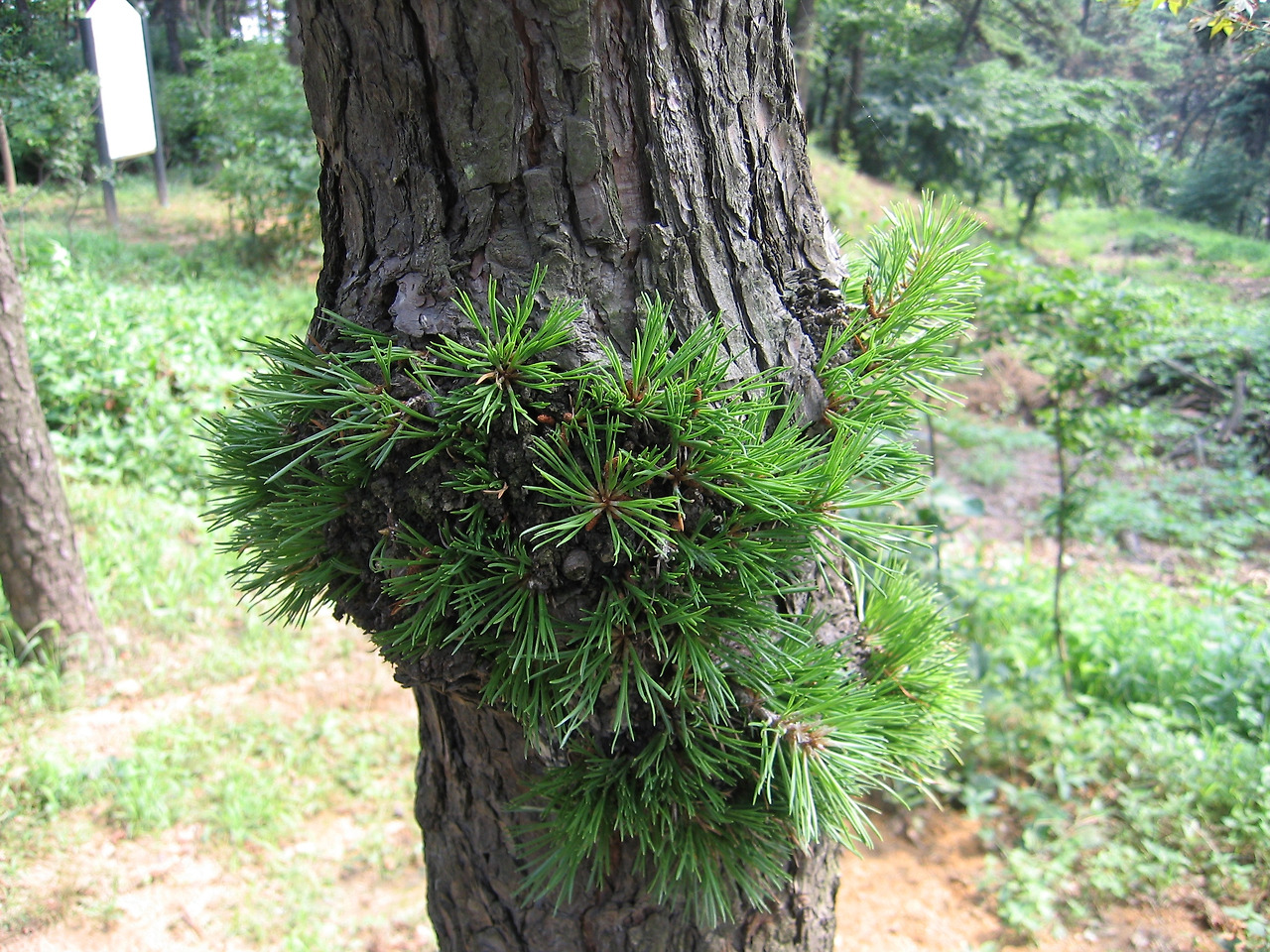 리기다 맹아.jpg