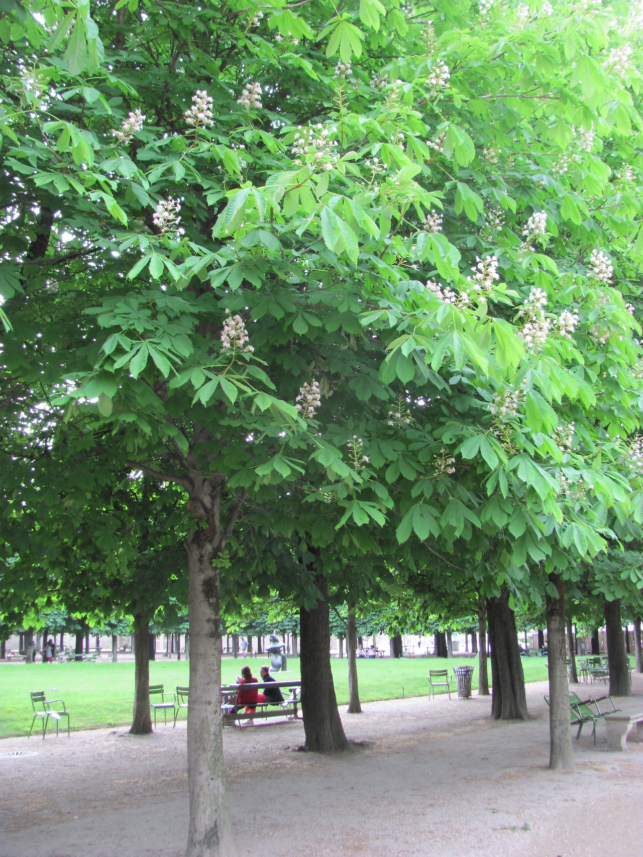 Paris 마로니에.jpg