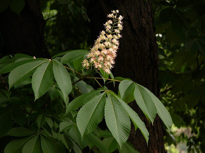 홍릉 마로니에 꽃.jpg