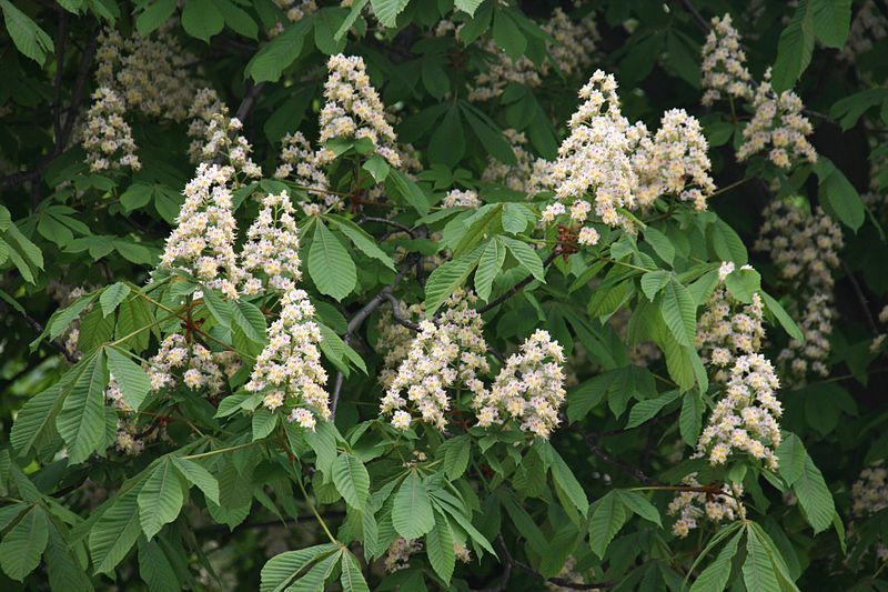 Horse_chestnut,_Paris_마로니에.jpg