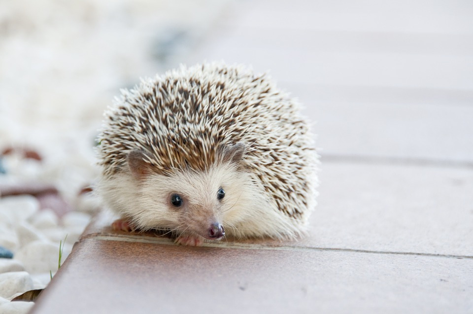 hedgehog-468229_960_720.jpg