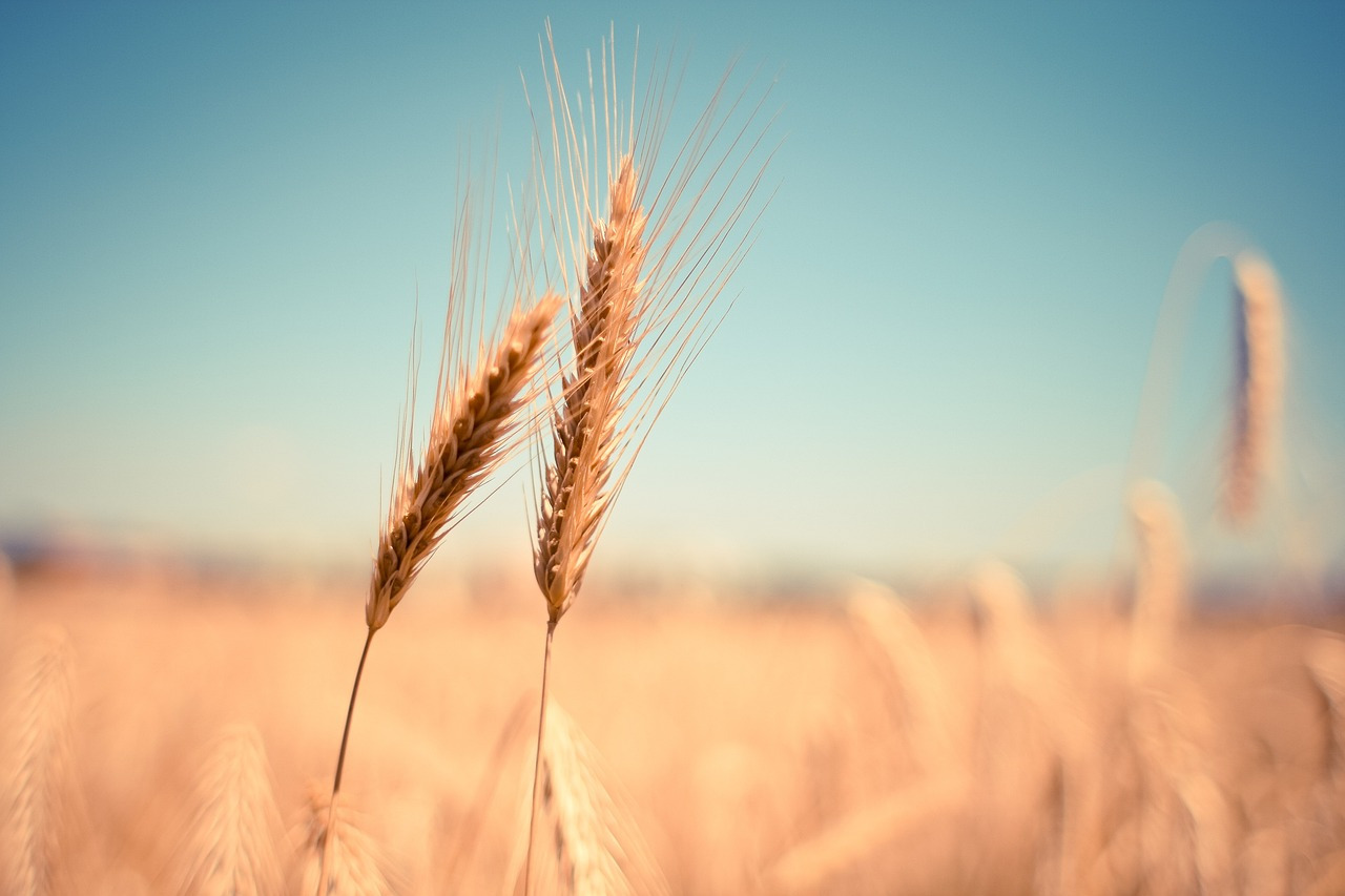wheat-g2cd2d831f_1280.jpg