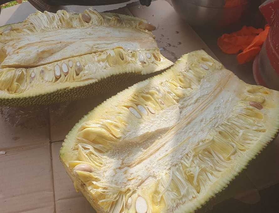 20231016 잭푸르트 (1).jpg