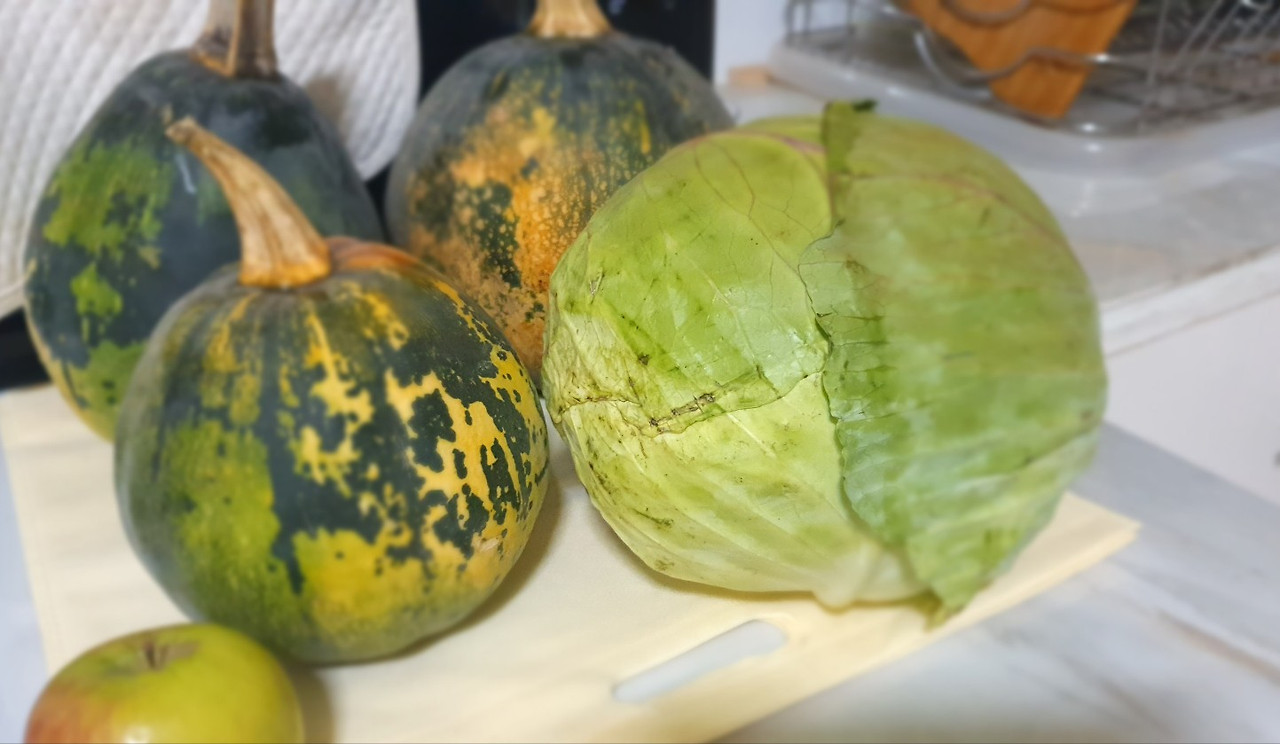 20240218 양배추.jpg