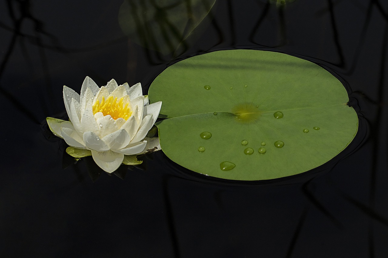water-lilies-5190344_1280.jpg