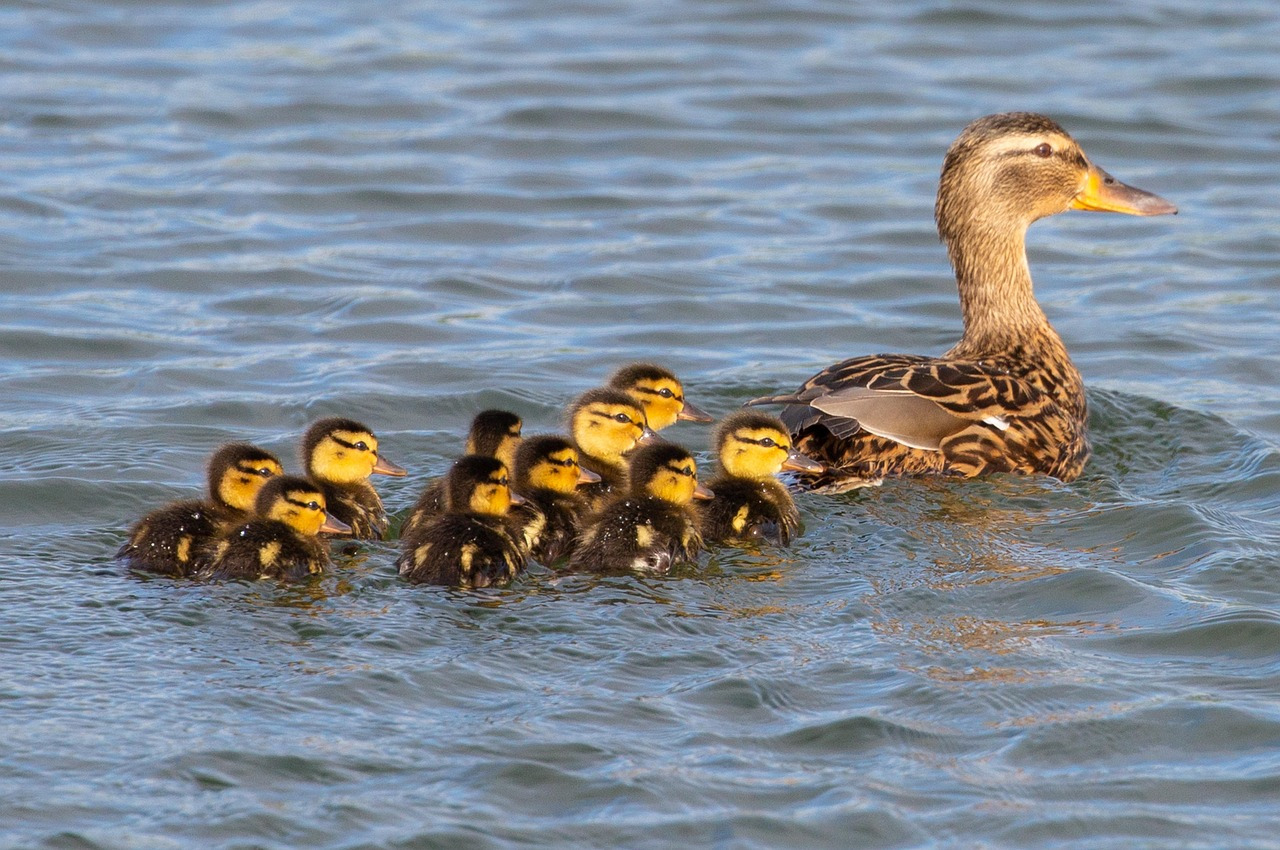 baby-ducks-5167477_1280.jpg