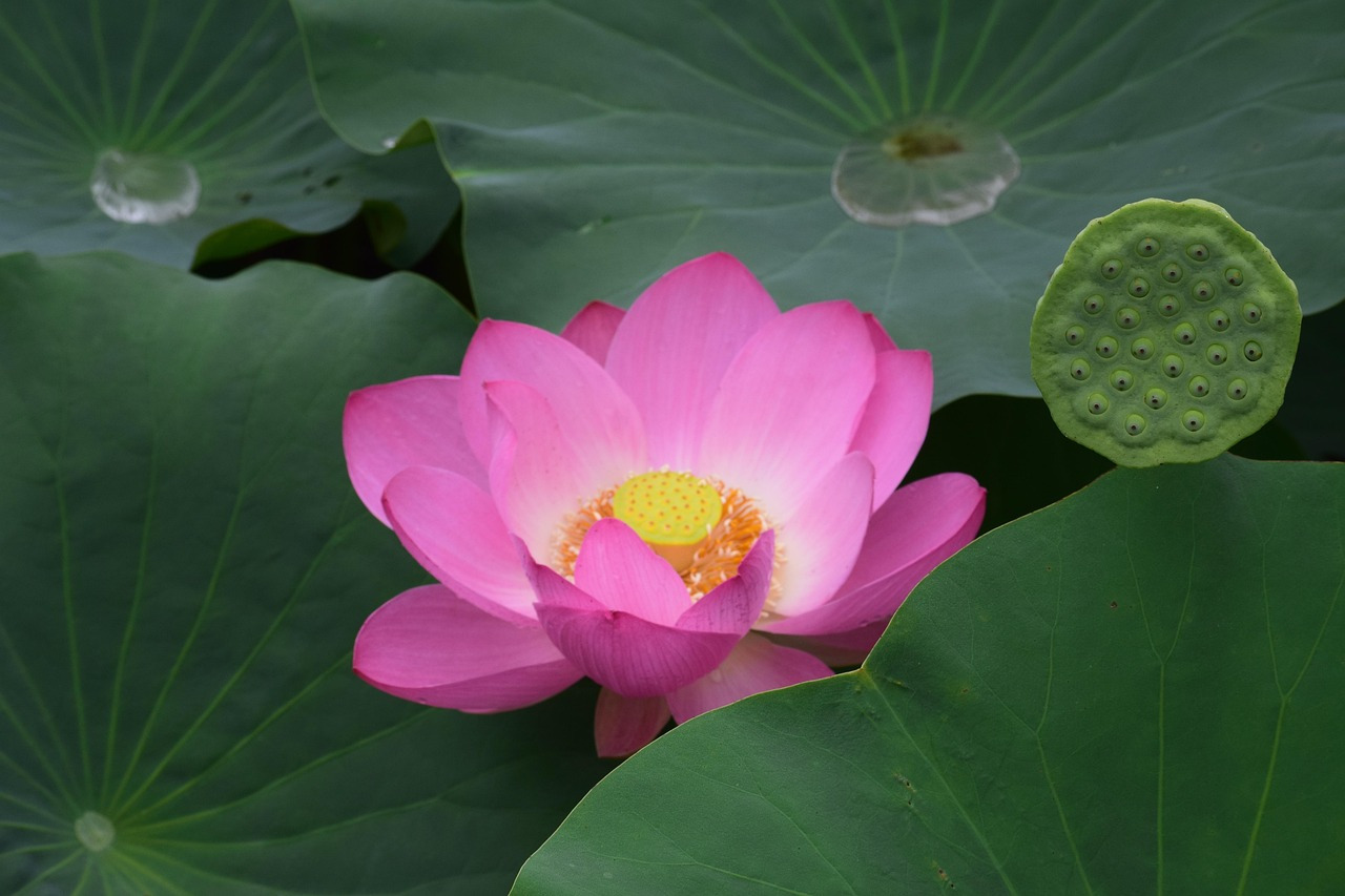 lotus-5402678_1280.jpg