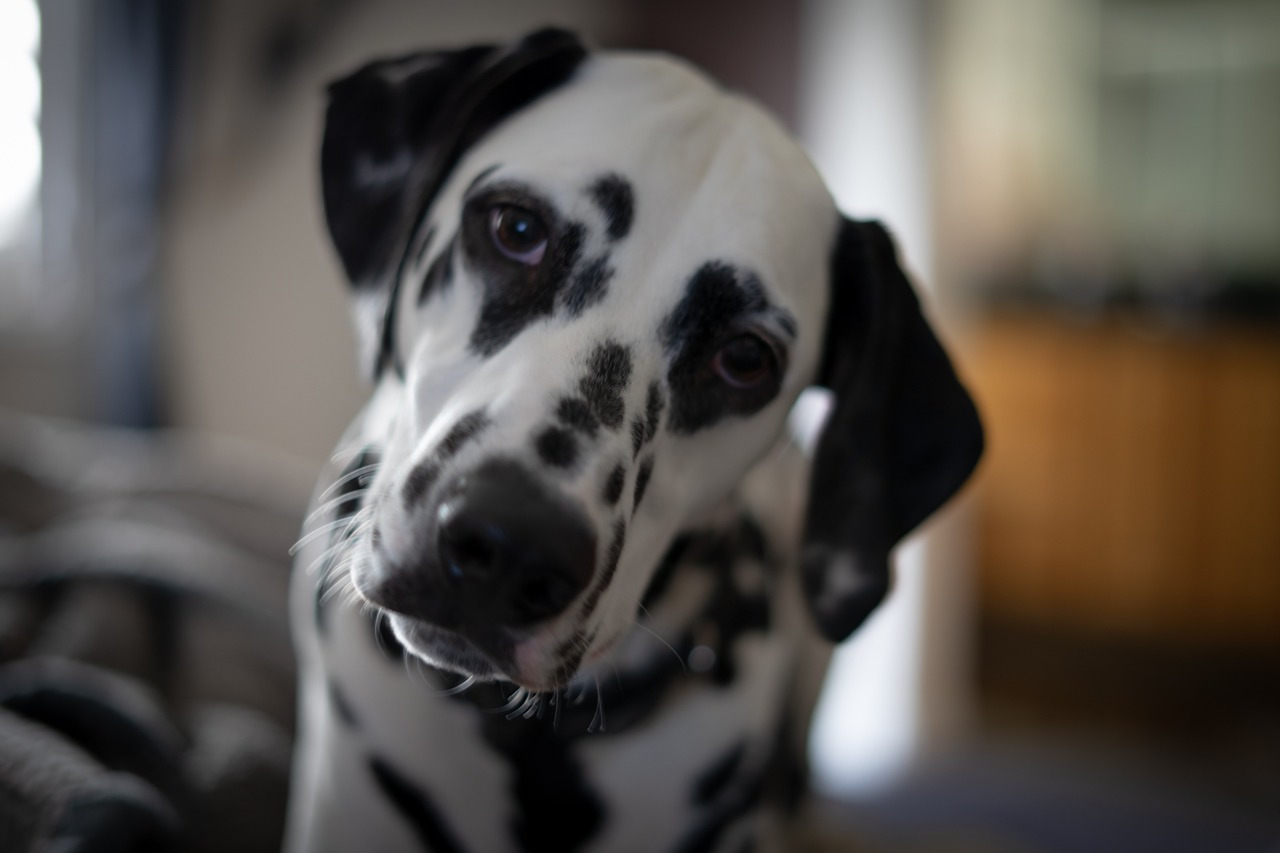 dalmatian-5281267_1280.jpg