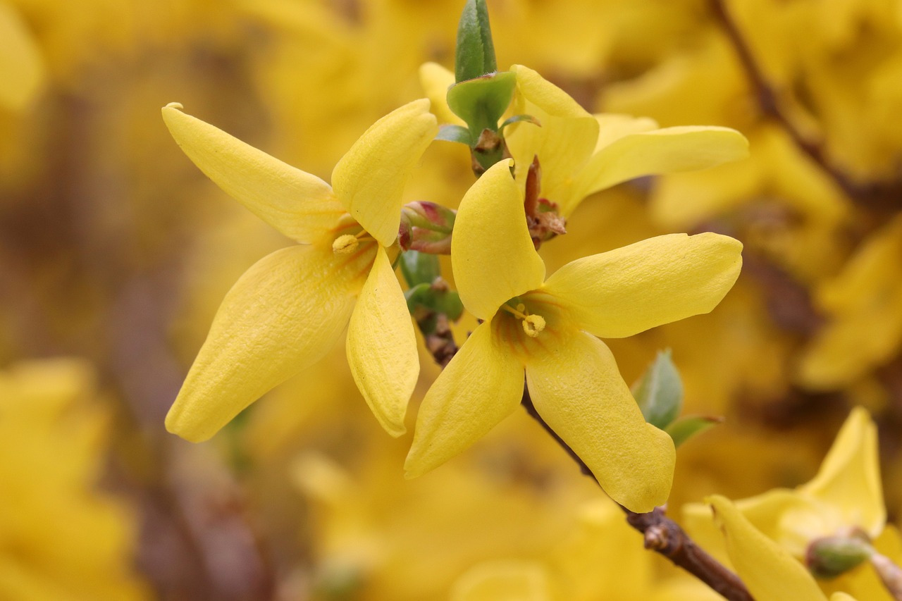 forsythia-4106658_1280.jpg
