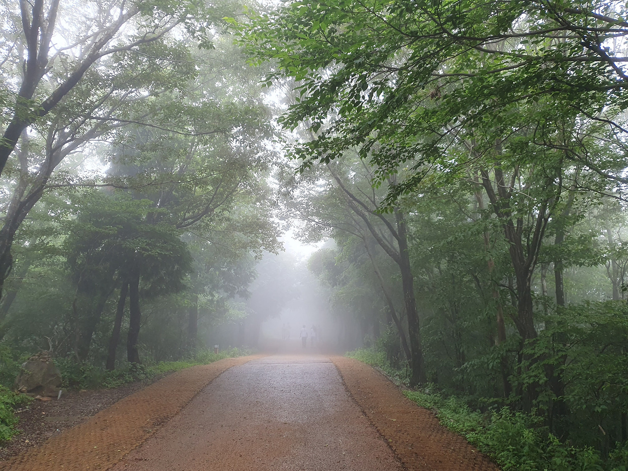 숲 안개 길.jpg