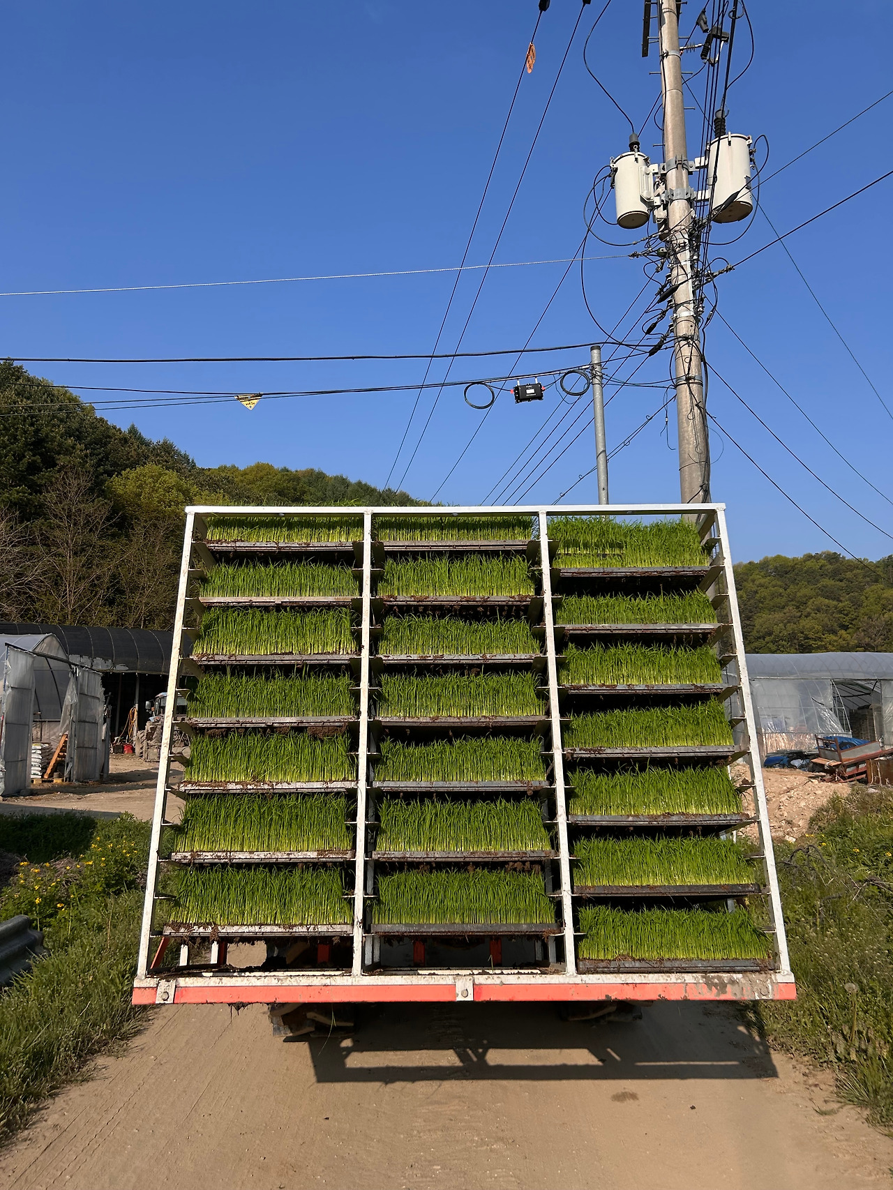 논으로 가는 모판.jpg