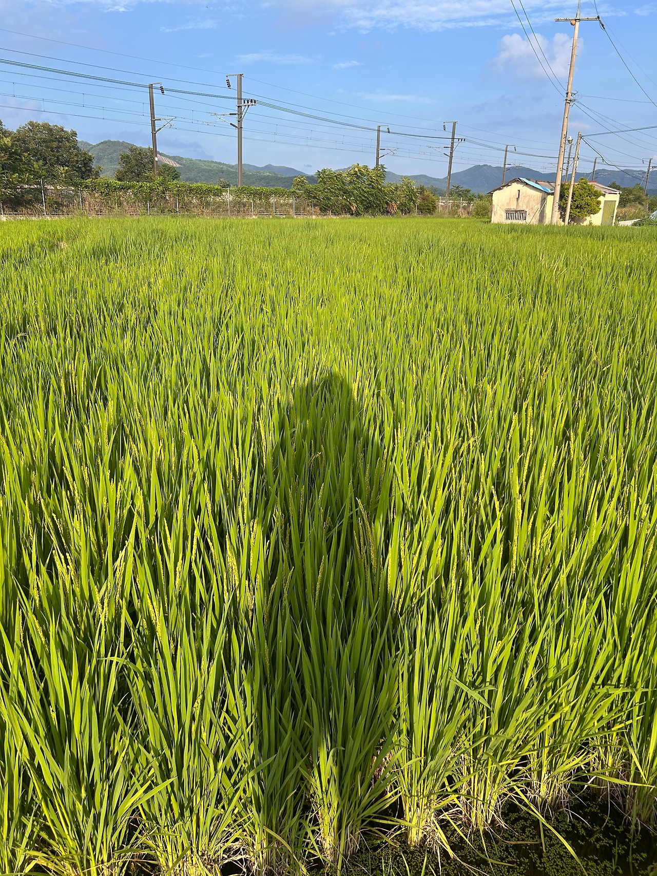 새끼치고 이삭맺히고.jpg