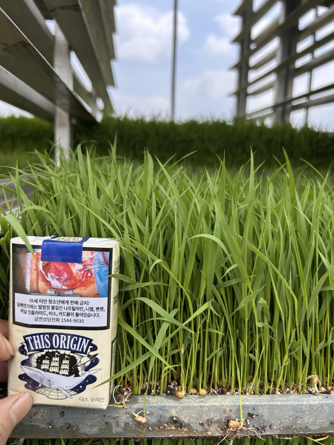 키가 다 큰 모.jpg