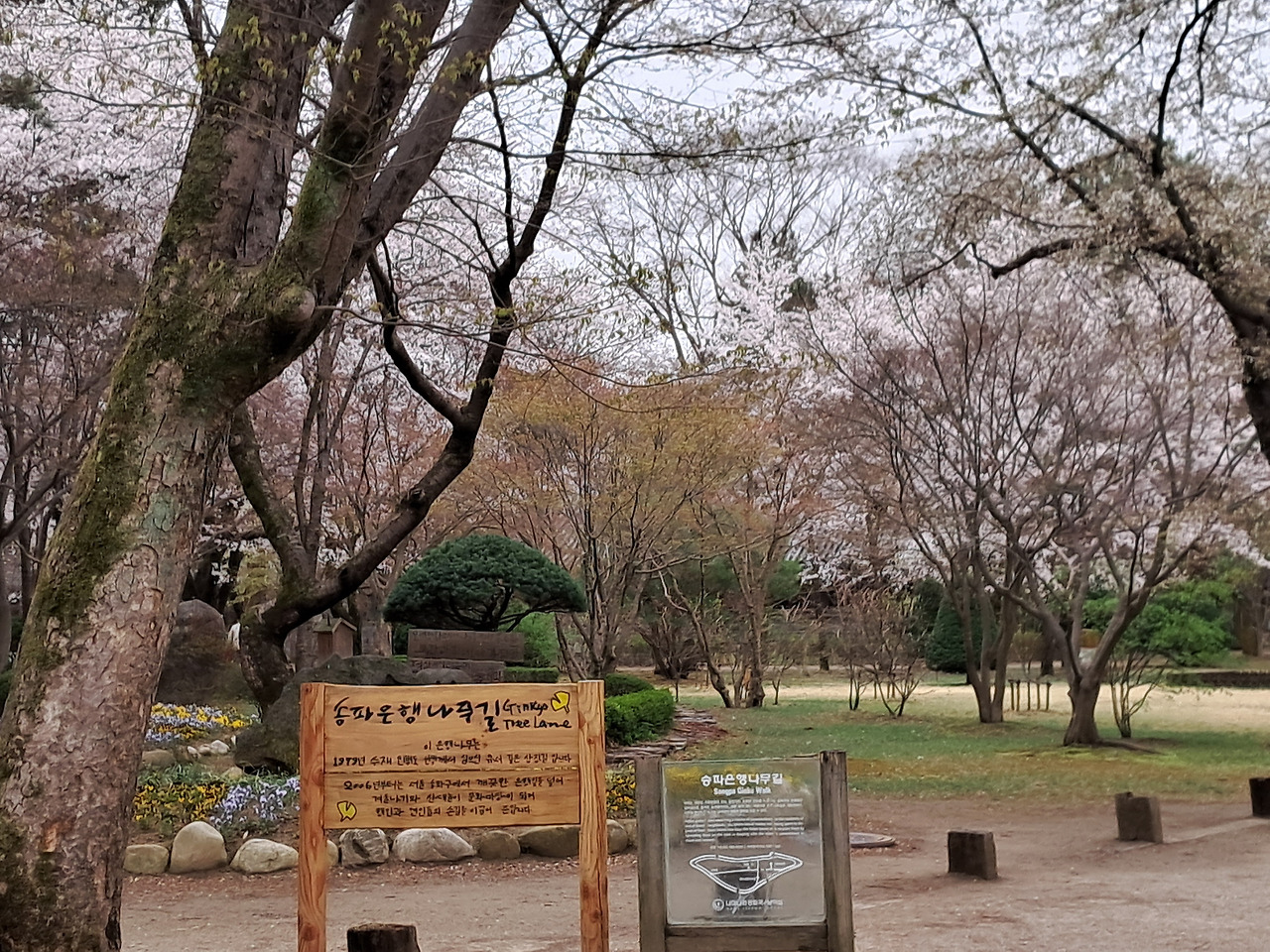 남이섬 은행나무길.jpg