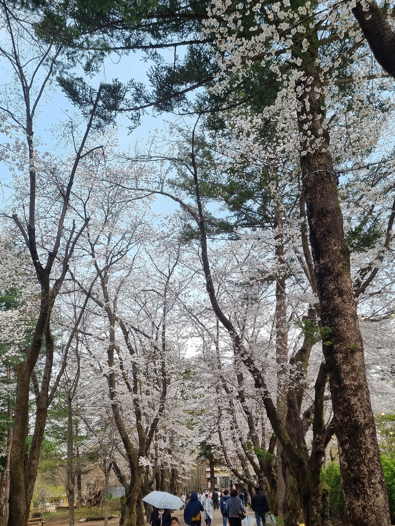 남이섬 사랑.jpg