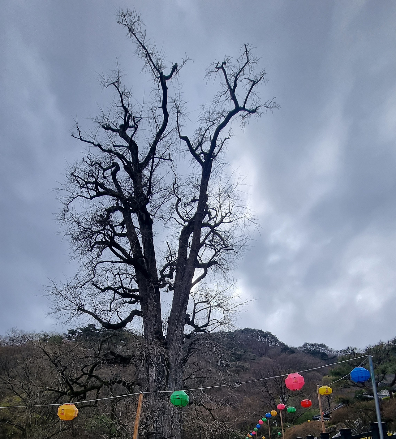 용문사 은행나무1.jpg