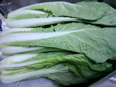 카지노 게임 사이트
