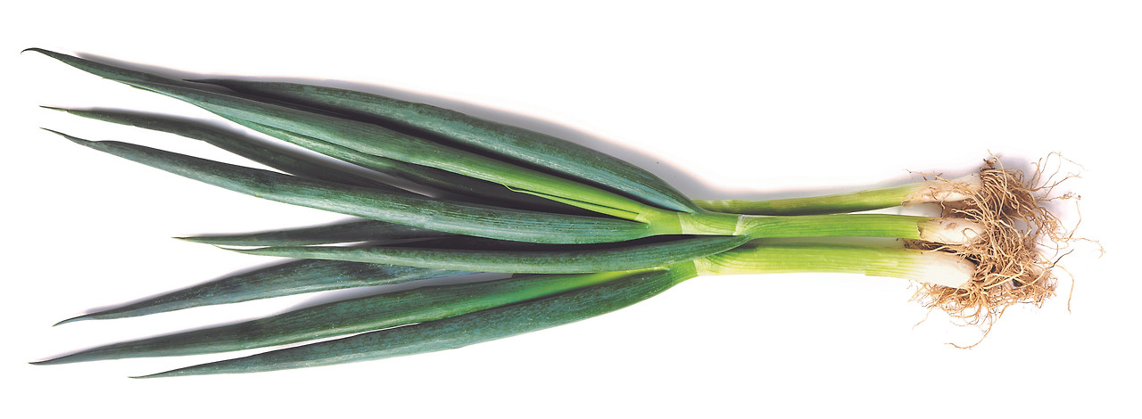 대파 이미지(1).jpg