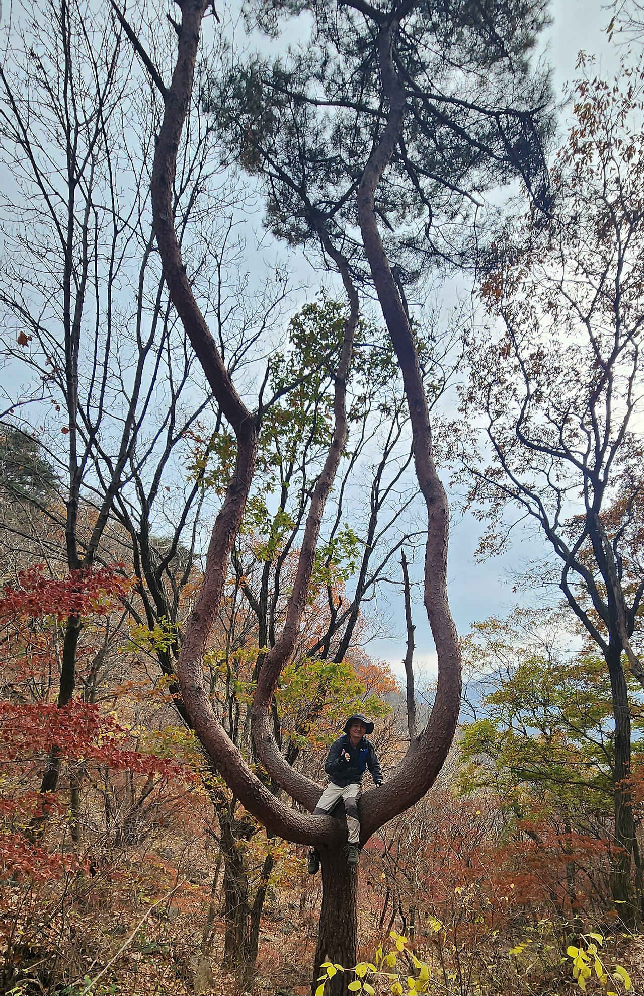 나무 위 사진.jpg