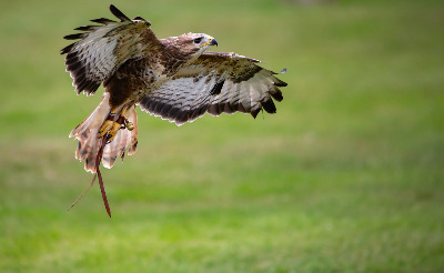 harris-hawk-5530166_1280.jpg