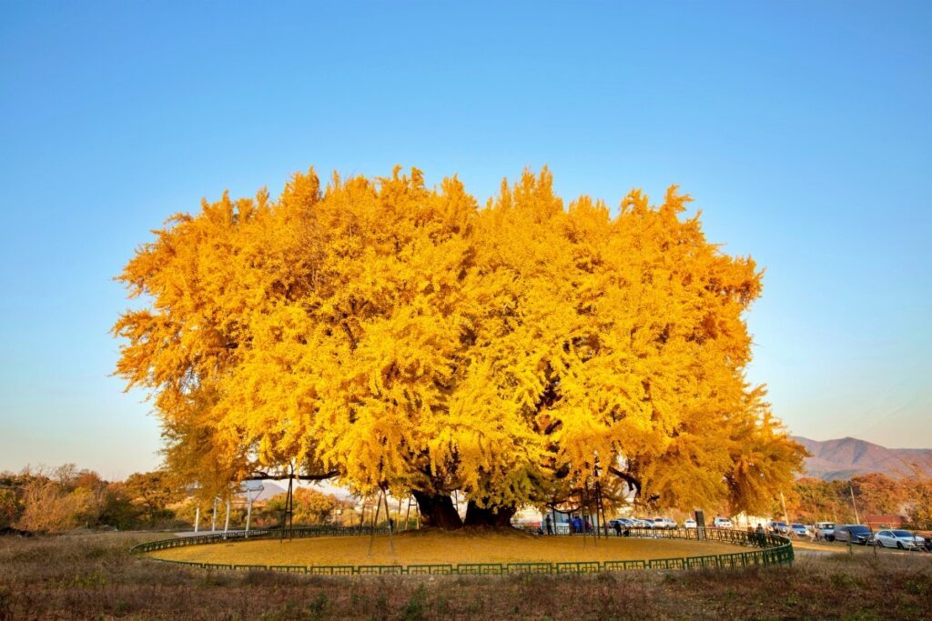 ginkgo-tree-1024x683.jpg