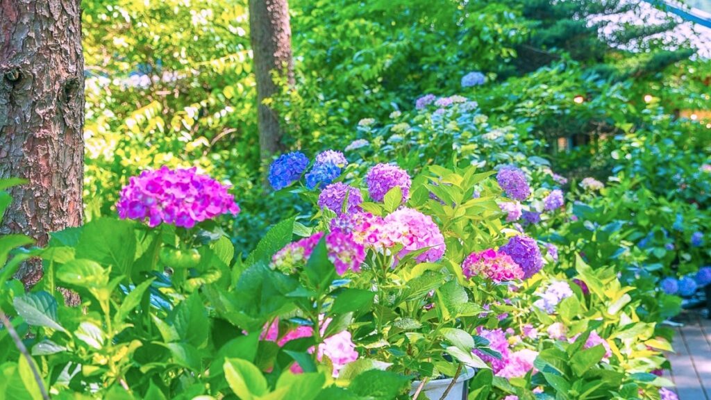 Morning-Calm-hydrangeas-1024x576.jpg