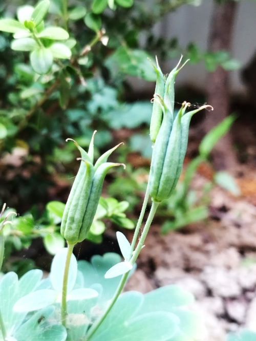 매발톱 열매.jpg