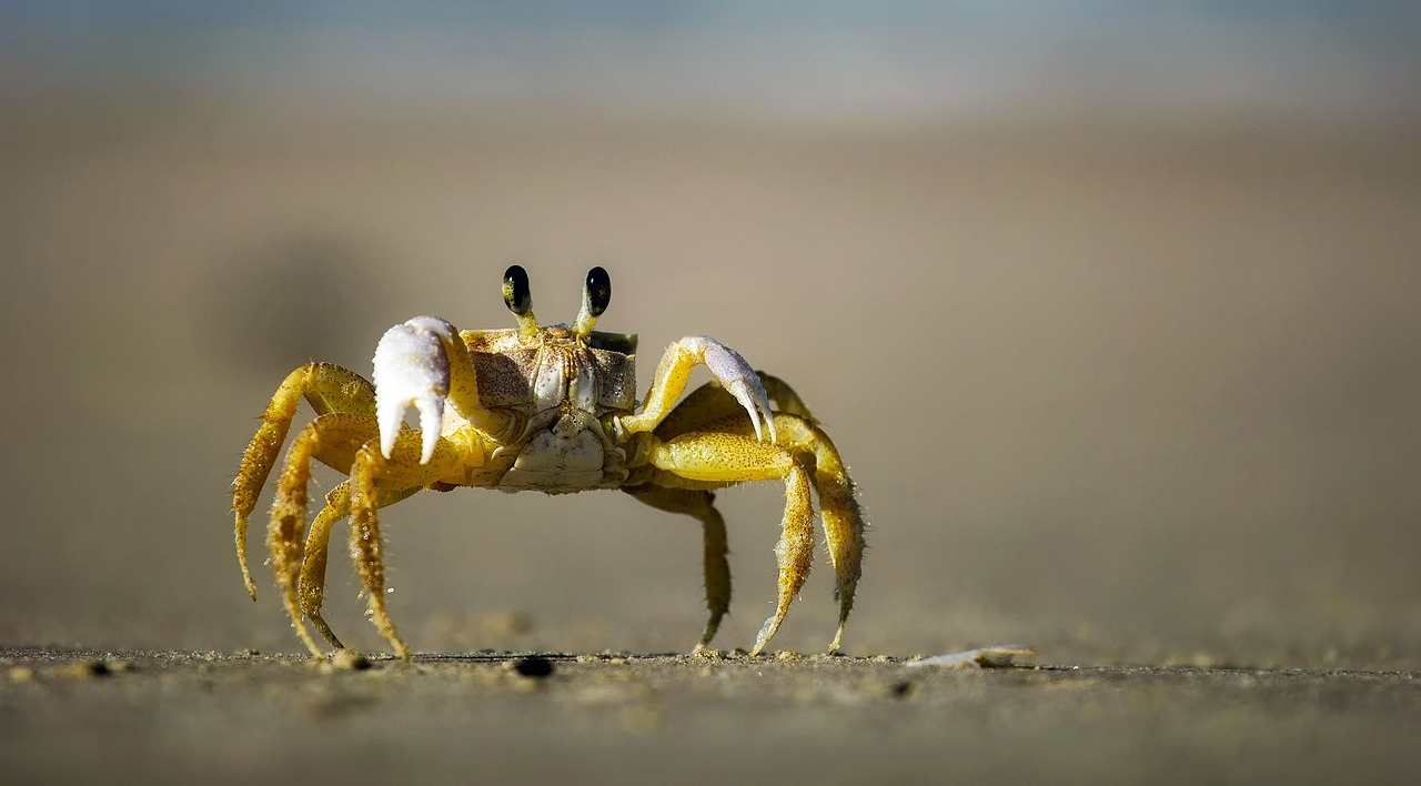 crab-1990198_1280.jpg