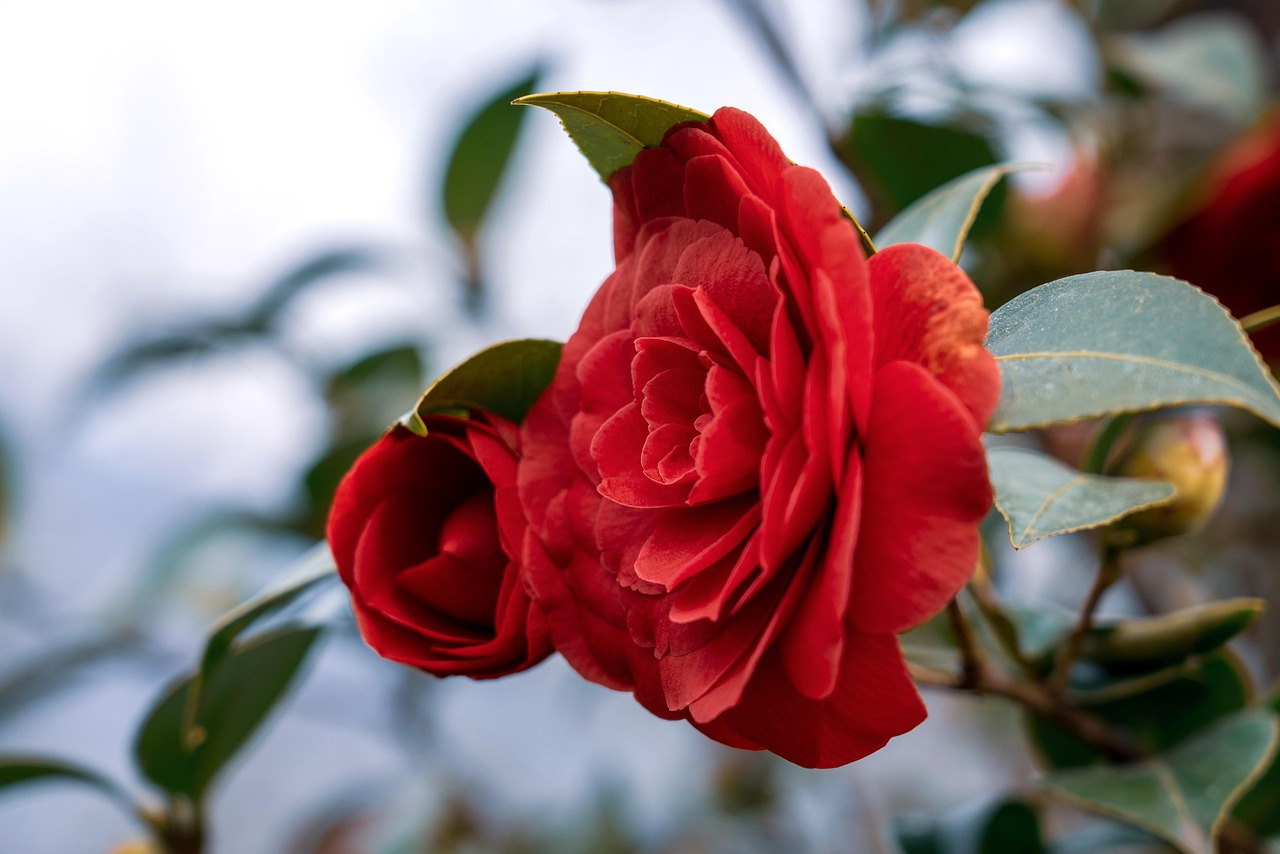 camellia-7870580_1280.jpg