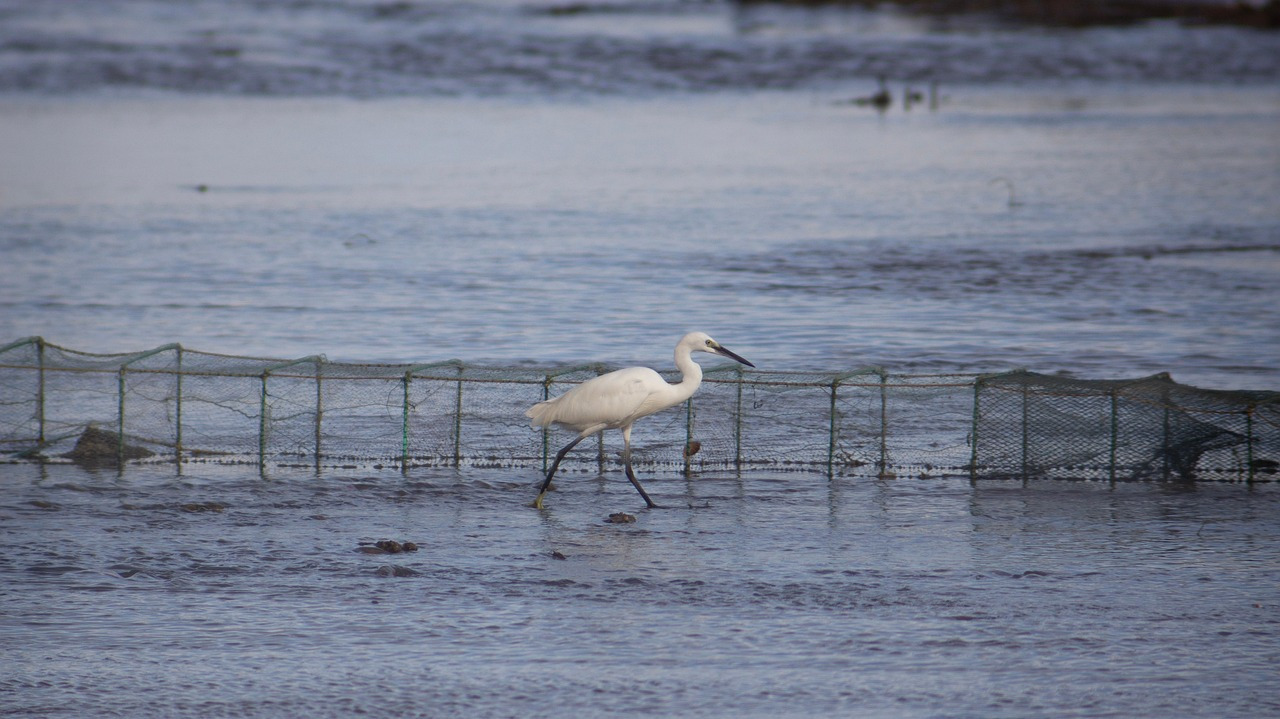 egret-7429822_1280.jpg