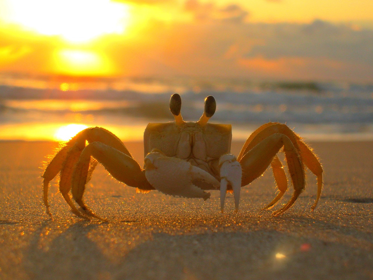 crab-684881_1280.jpg