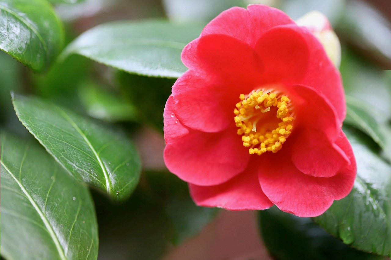 camellia-7024483_1280.jpg