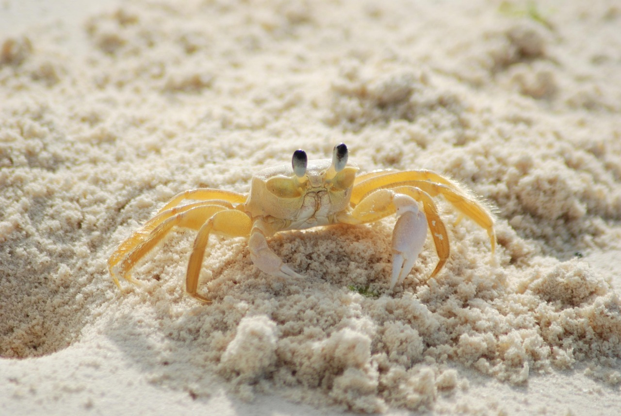 crab-215170_1280.jpg