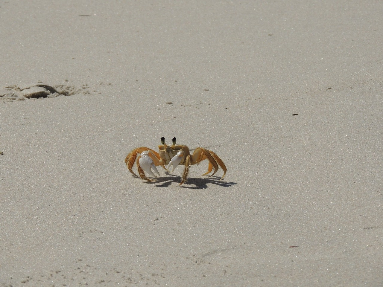 crab-1125887_1280.jpg