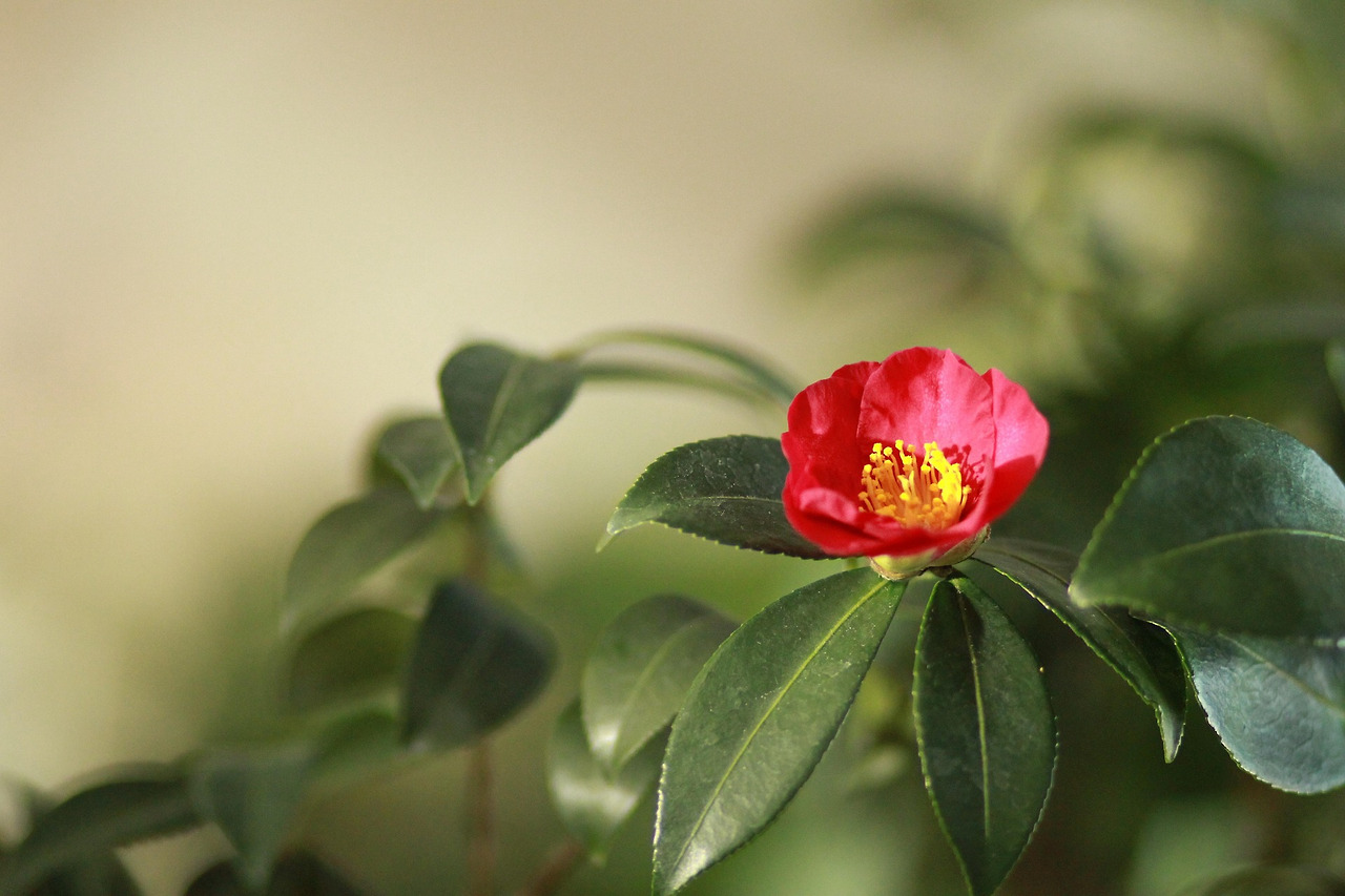 camellia-3826386_1920.jpg