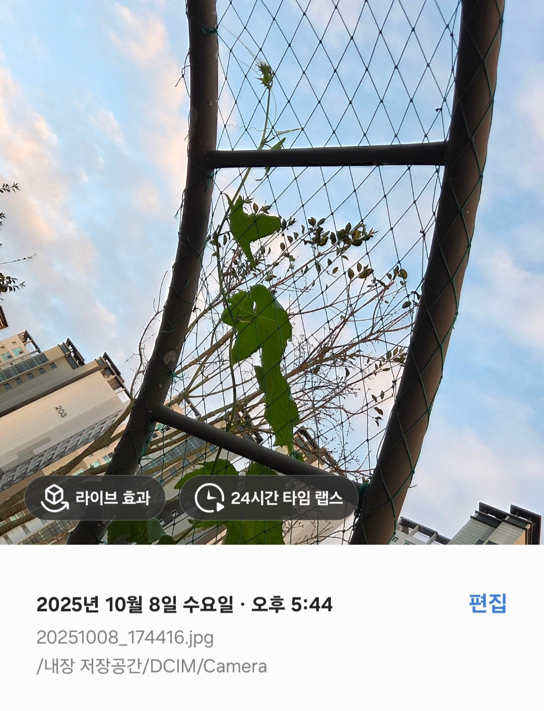 싱싱한 수세미.jpg