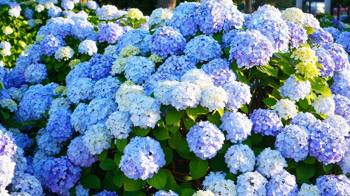 Geoje-Hydrangea-Famous-Place-1.jpg