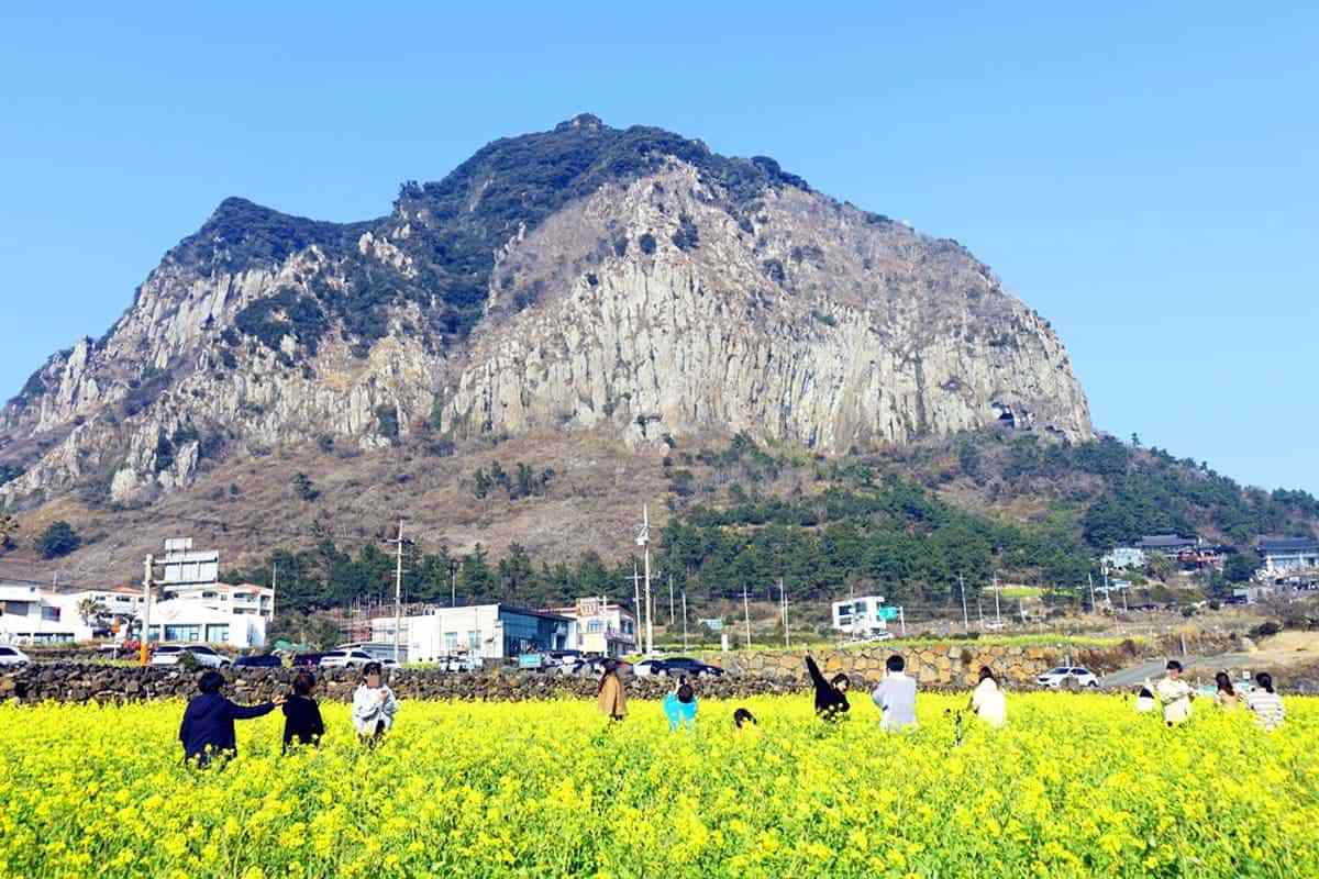 Jeju-Island-spring-attractions1.jpg