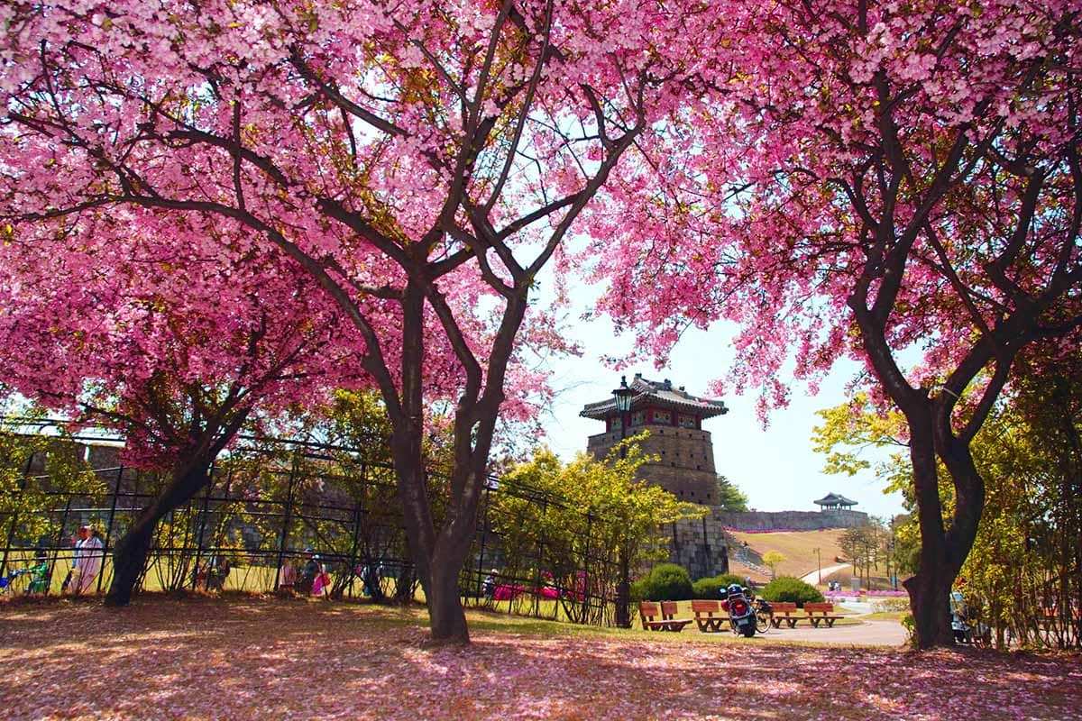 Cherry-Blossom-Trip-in-Gyeonggi-Province-0.jpg