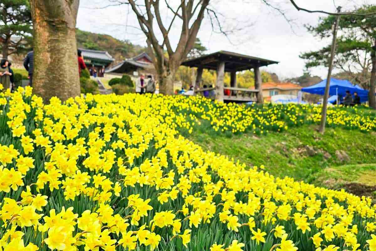 Hongseong-Daffodil-Festival4.jpg