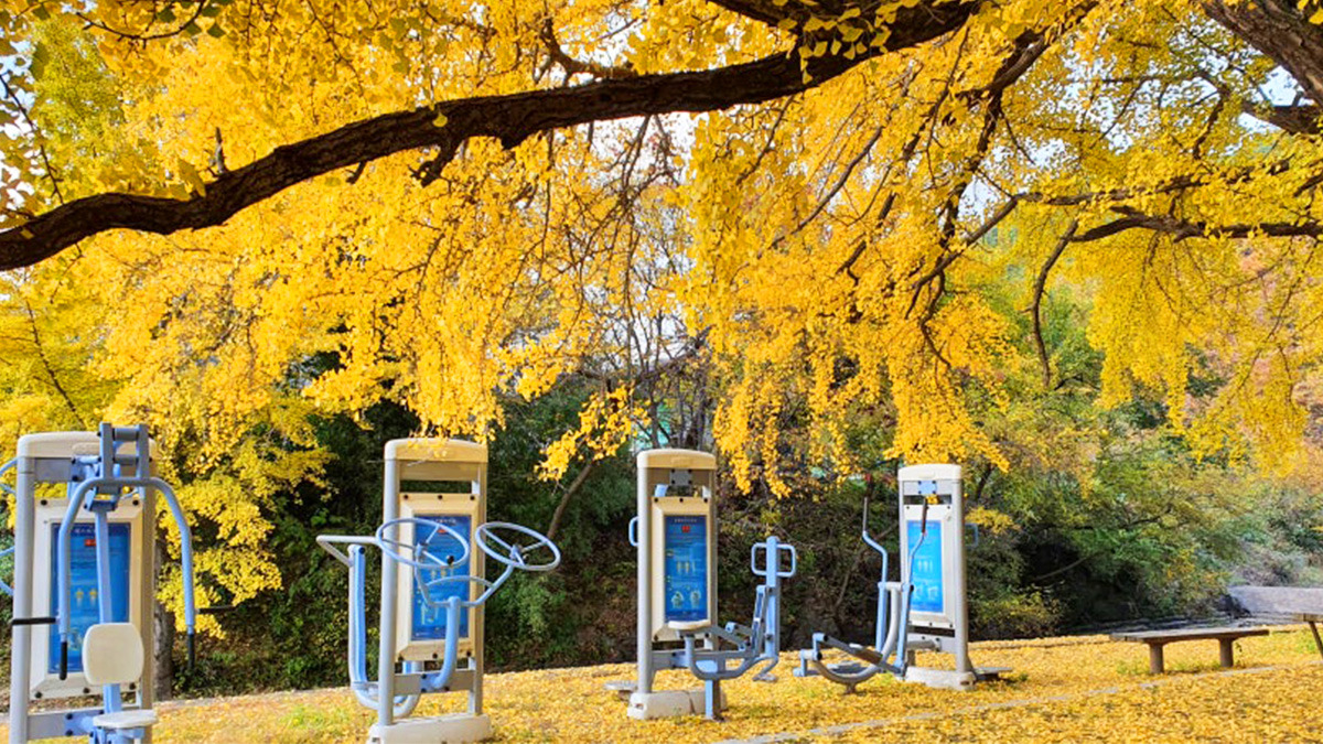 Ginkgo tree in Hagok-ri6.jpg