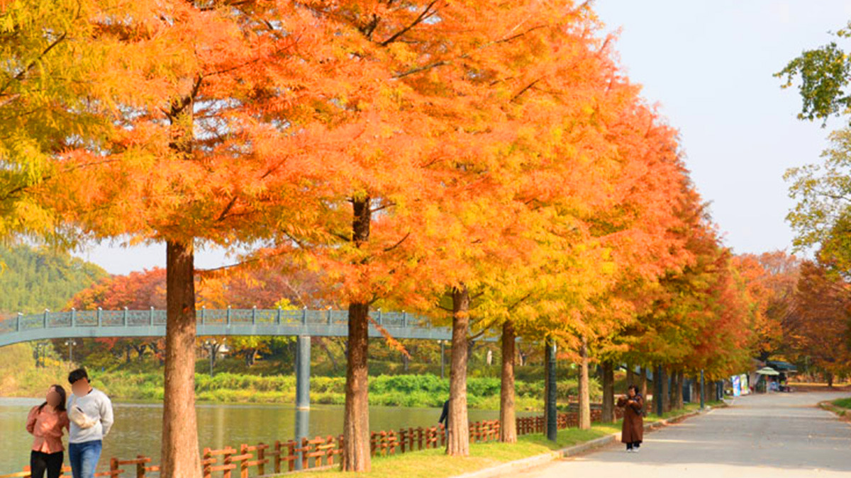 Damyang Gwanbangjelim Maple Trees6.jpg