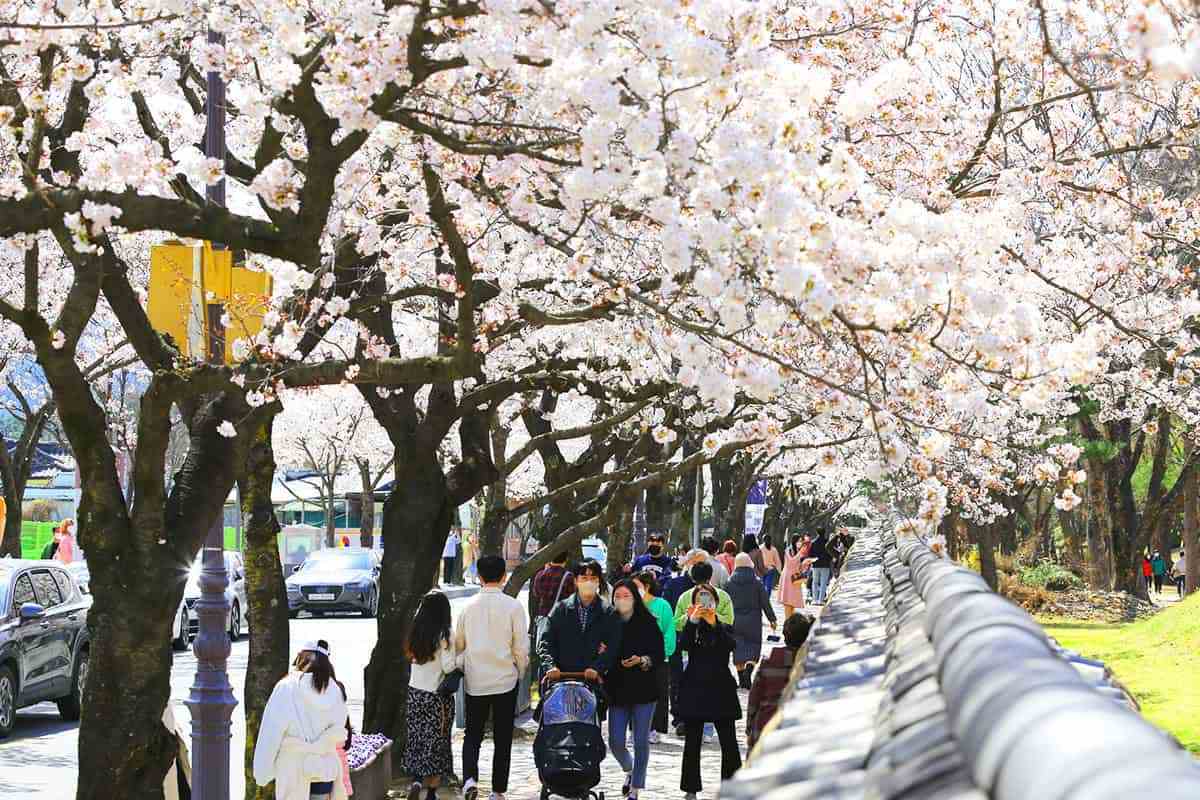 Gyeongju-Cherry-Blossom-Festival4.jpg