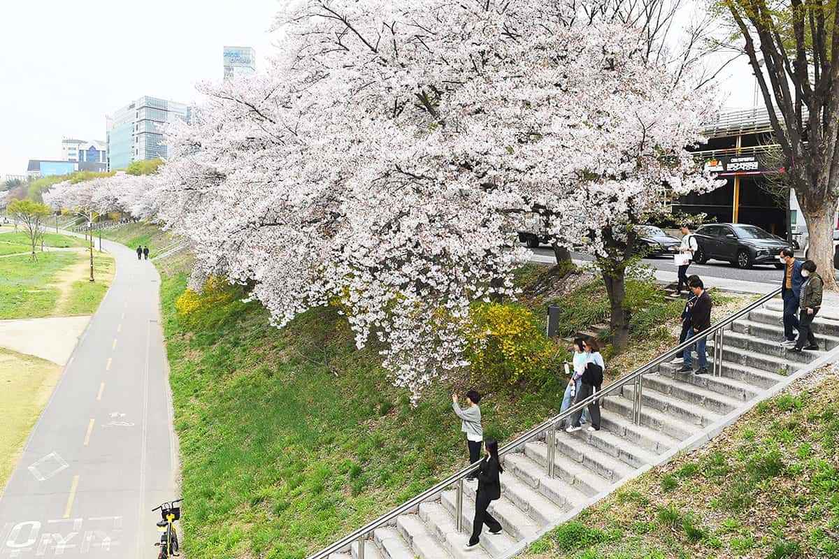 Seongnam-Cherry-Blossom-Spots2.jpg